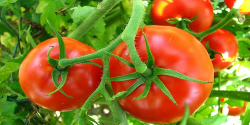 ăn cà chua sống có tốt không